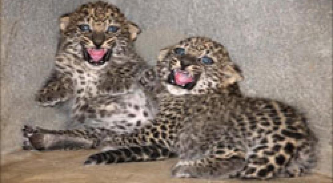 Two tiger cubs join the rare species of Arab tigers